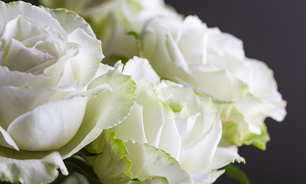 White roses