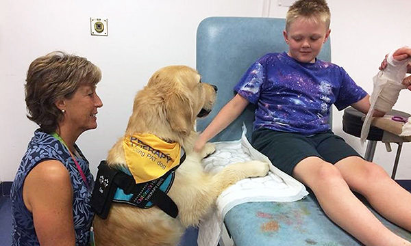 Therapy dogs