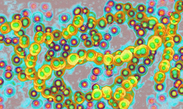 streptococcus